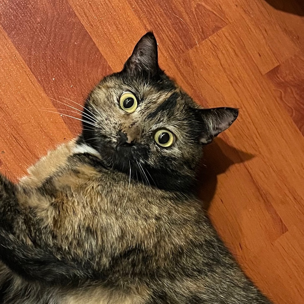 Meet your Posher, Livvy